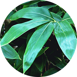 穂 Mi No Ri について 穂 Mi No Ri